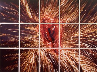 Mat Collishaw, Bullet Hole, 1988