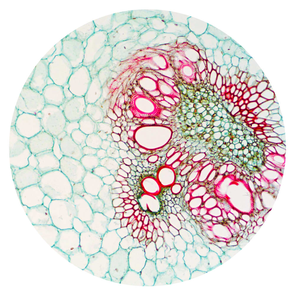 Elizabeth THOMSON, Savage Planet / Lateral Theory, 2019