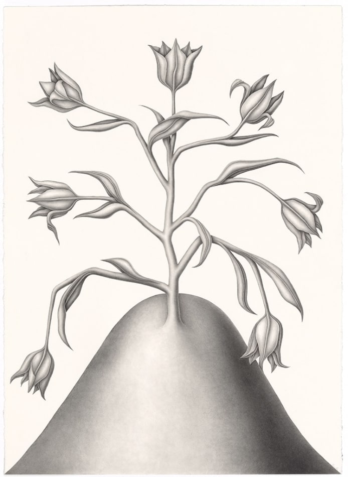 Devra Fox - graphite drawing of a plant growing on hill with 7 flowers facing toward different directions.