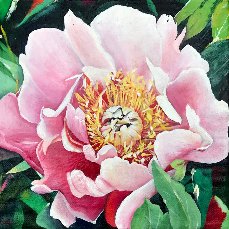Louise Jones painting of Coral Charm Peony