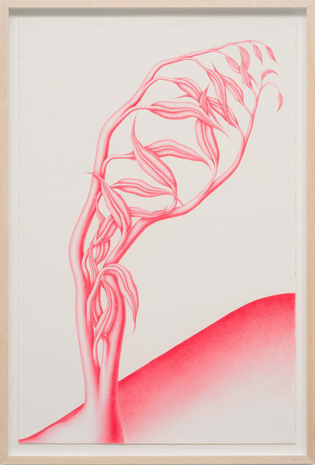 Devra Fox - Pink graphite drawing of a plant growing on hill leaning towards the right side of the paper.