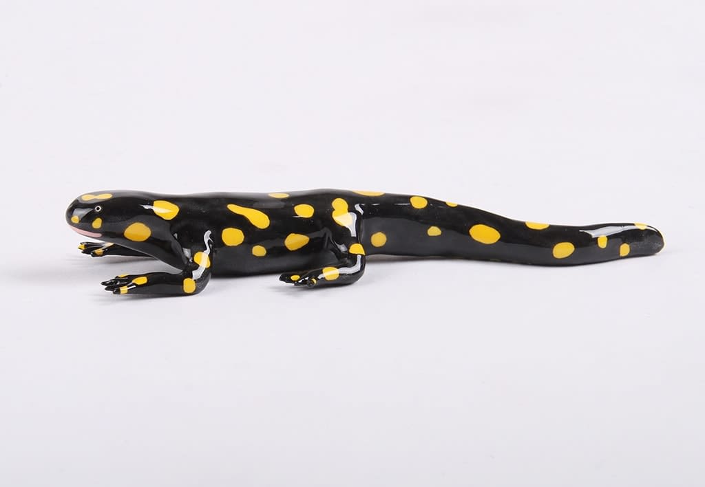 Lorien Stern, Kurdistan Newt, 2020