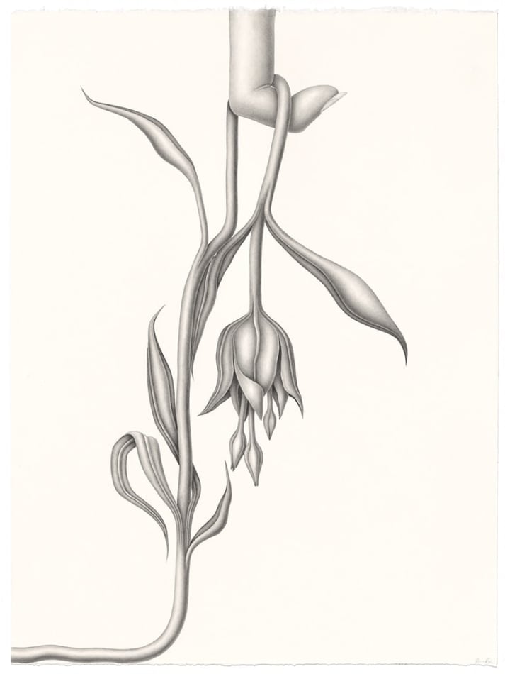Devra Fox - Graphite Drawing of flower with long curvy stems
