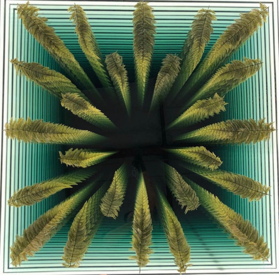 Peter Gronquist, Fern, 2018