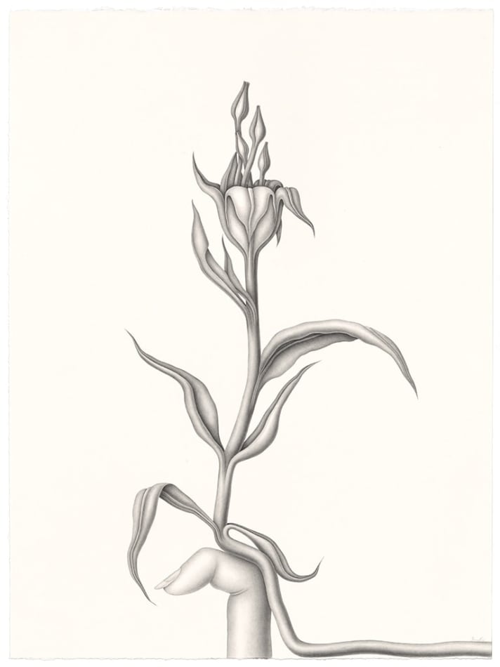 Alt textDevra Fox - Graphite Drawing of flower with long curvy stems and a finger against its bottom.