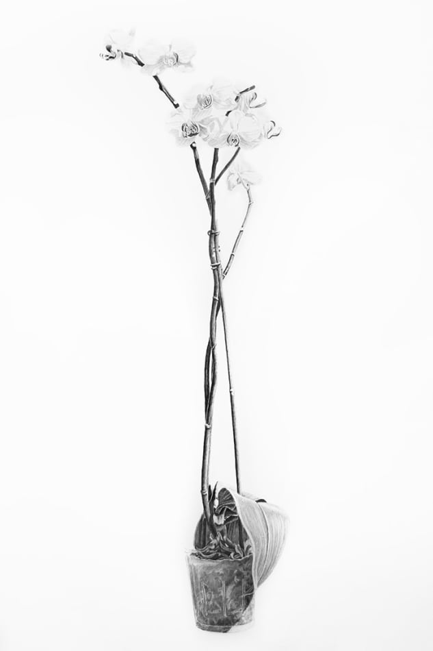 Joel Daniel Phillips, Billy #5 & Billy's Orchid (Diptych), 2016