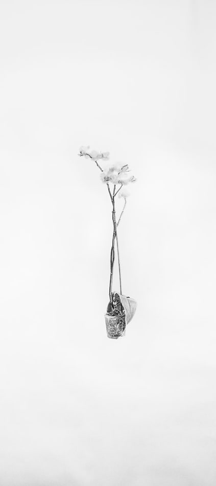 Joel Daniel Phillips, Billy #5 & Billy's Orchid (Diptych), 2016