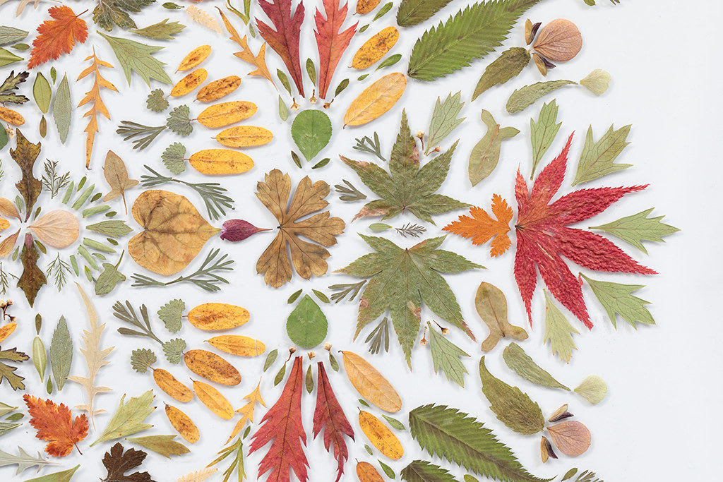 Detail of Hillary Waters Fayle leaf arranged on white background
