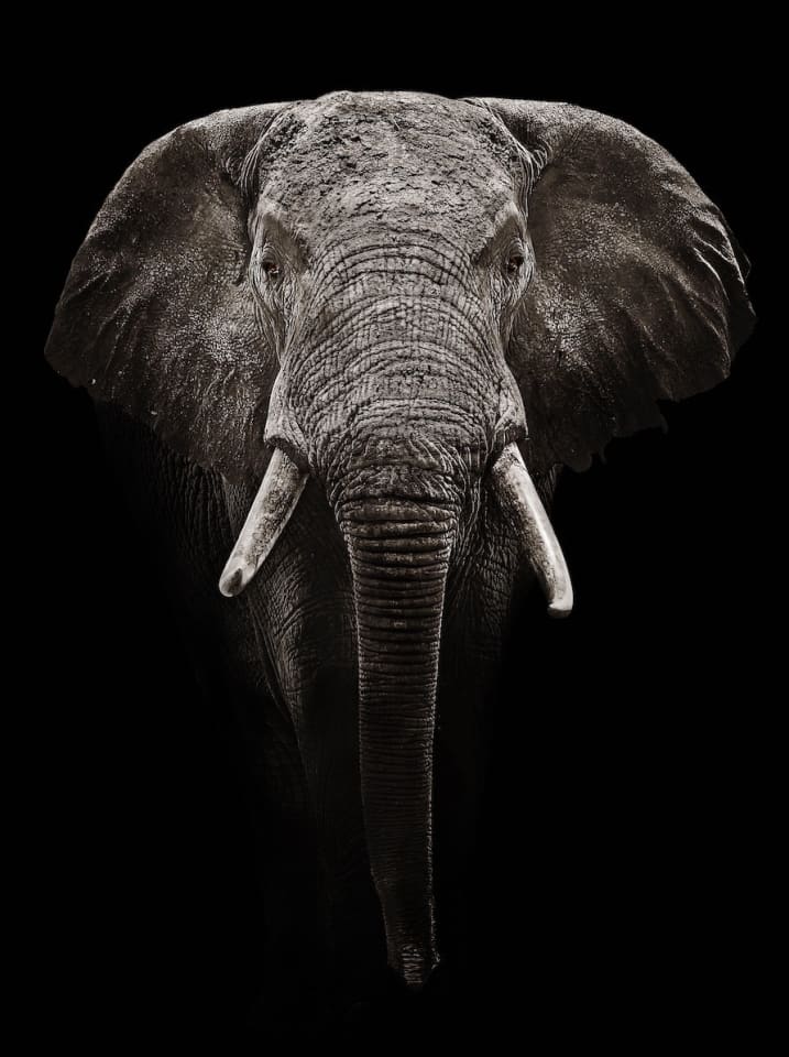 Timothy Dunn, Elephant, 2019