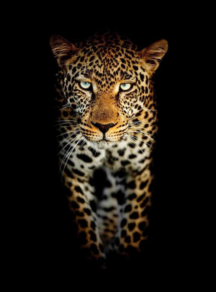 Timothy Dunn, Walking Leopard (colour), 2022