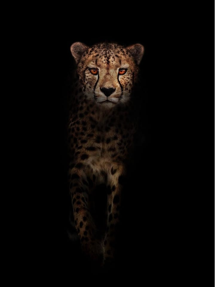 Timothy Dunn, Walking Cheetah (colour), 2022