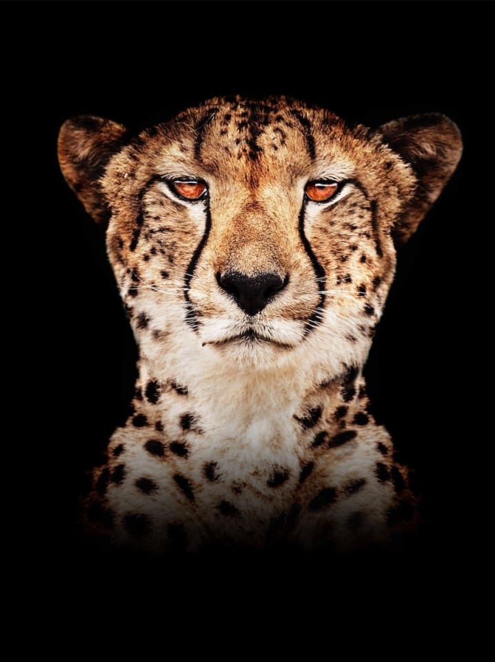 Timothy Dunn, Cheetah (colour), 2022