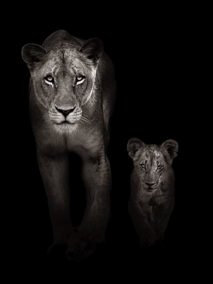 Timothy Dunn, Mother and Cub (b/w), 2022