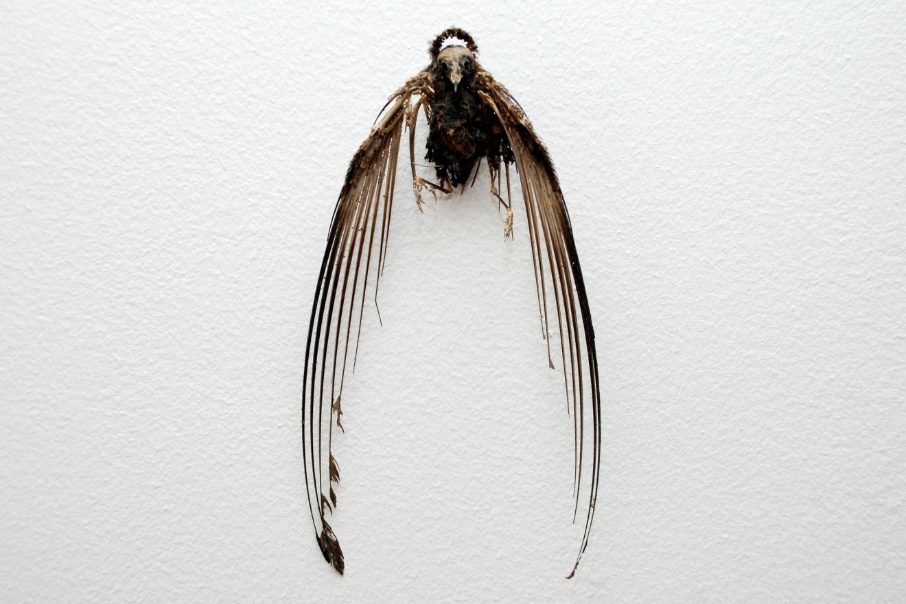 Penny Lamb, Untitled (bird halo), 2006
