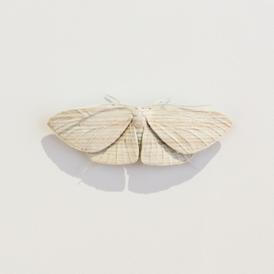 Elizabeth Thomson, Moth #15, 2020