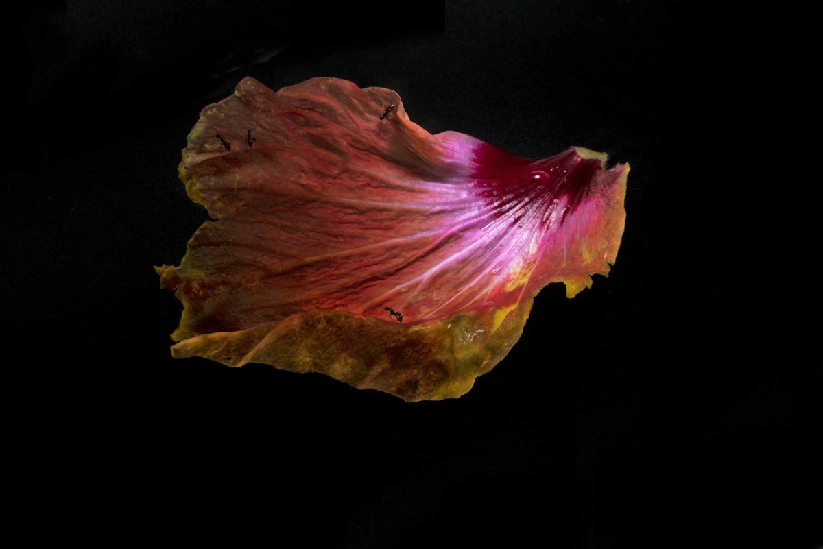 Fiona Pardington, Ants on Hibiscus, 2014