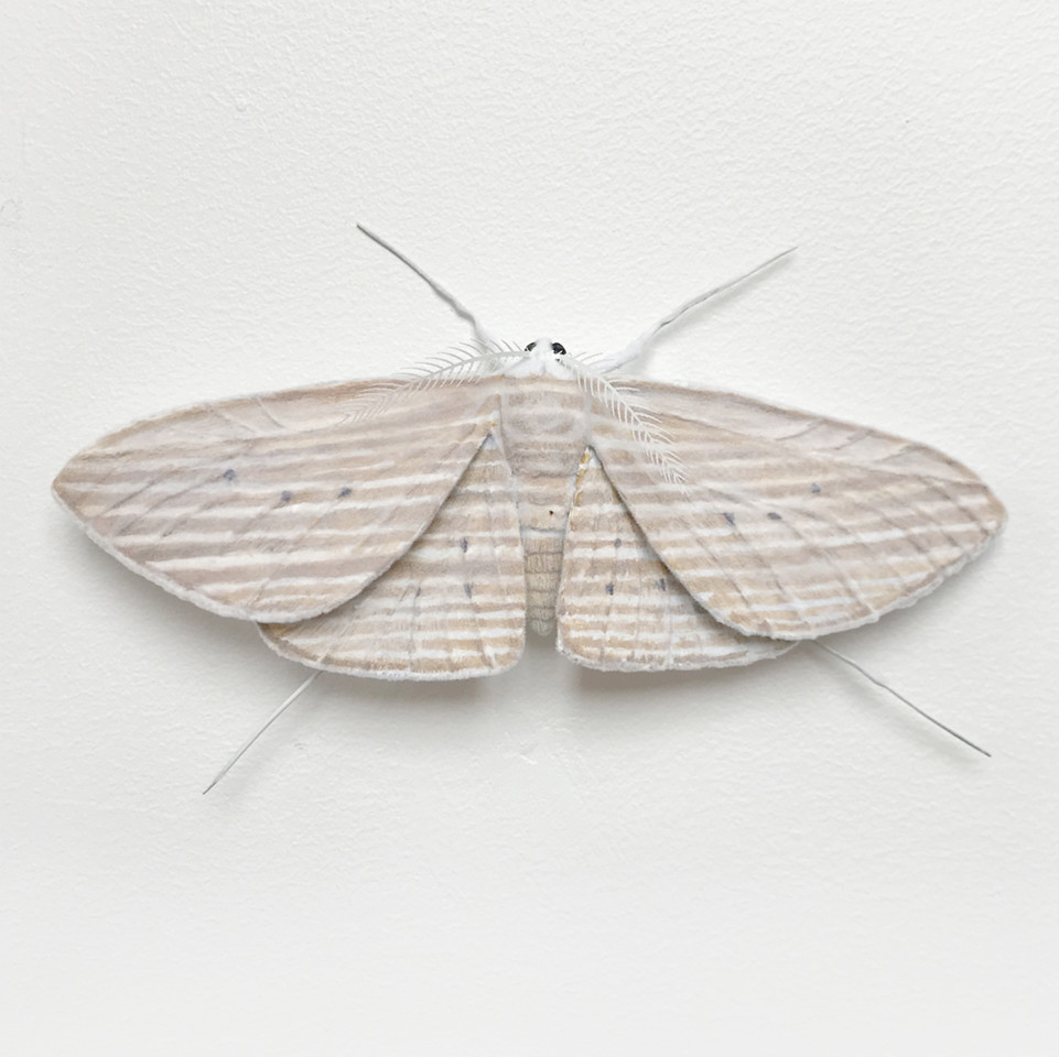 Elizabeth Thomson, Moth #8, 2017
