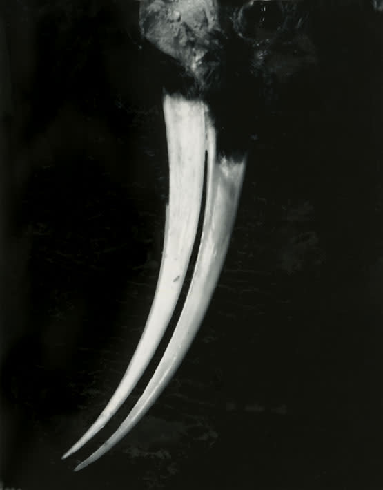 Fiona Pardington, Huia Architecture Diptych, 2006