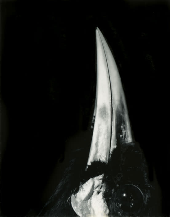 Fiona Pardington, Huia Architecture Diptych, 2006