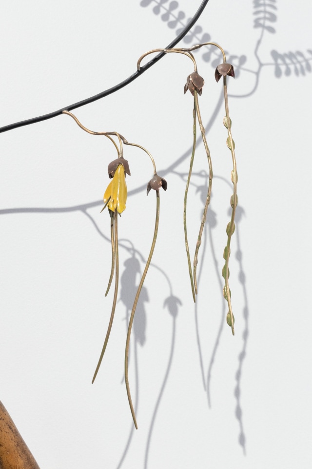 Bing Dawe, Sharing the Dry - Mudfish under Branches Kōwhai, 2025