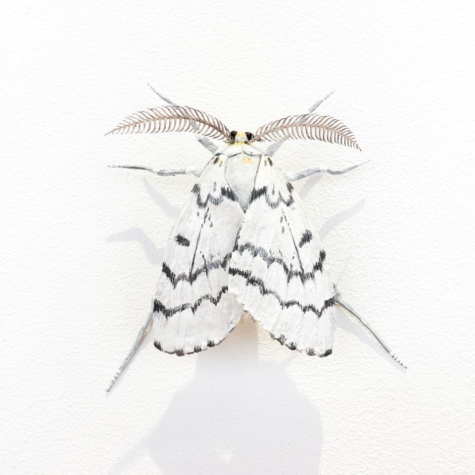 Elizabeth Thomson, Moth #29, 2020