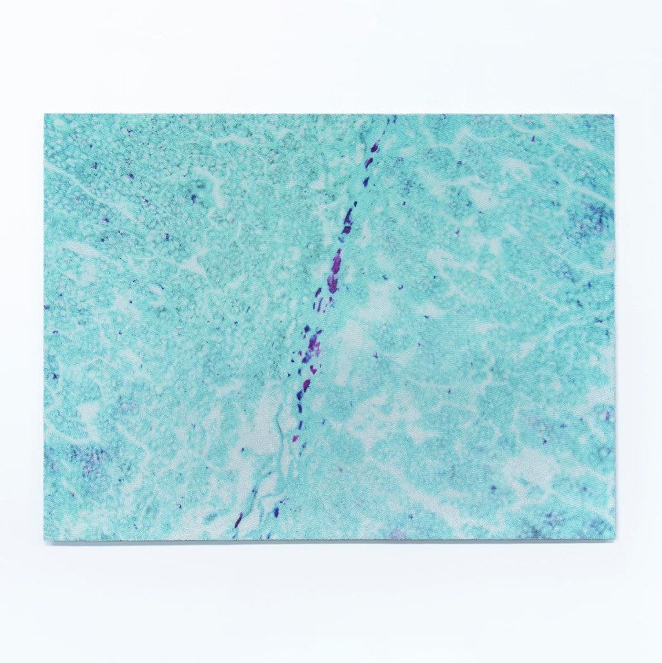 Elizabeth Thomson, Delta, 2009