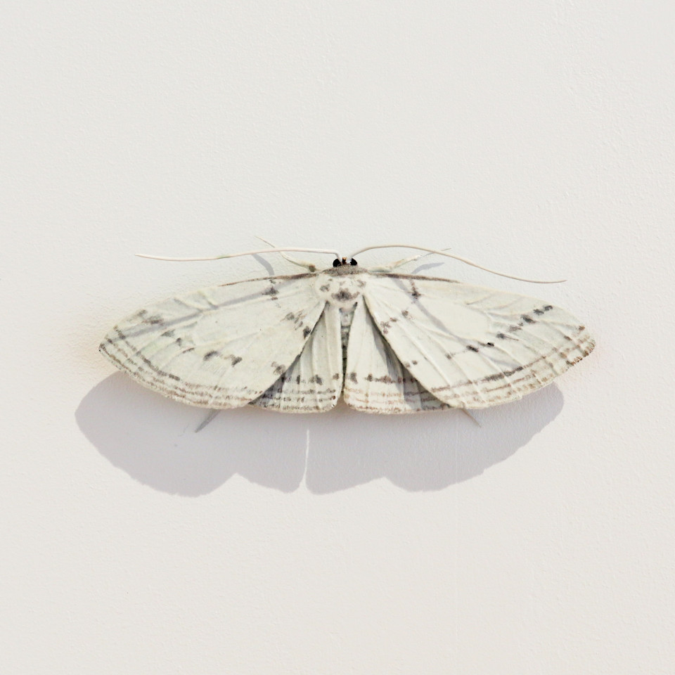 Elizabeth Thomson, Moth #19, 2020