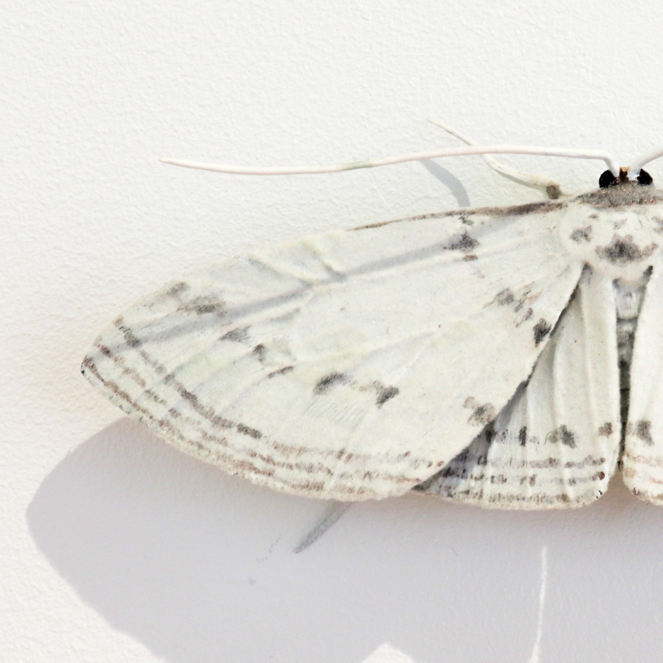 Elizabeth Thomson, Moth #19, 2020