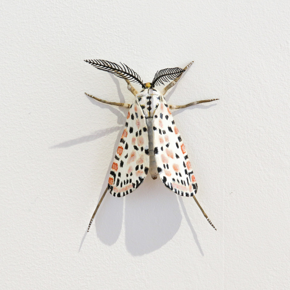 Elizabeth Thomson, Moth #24, 2020