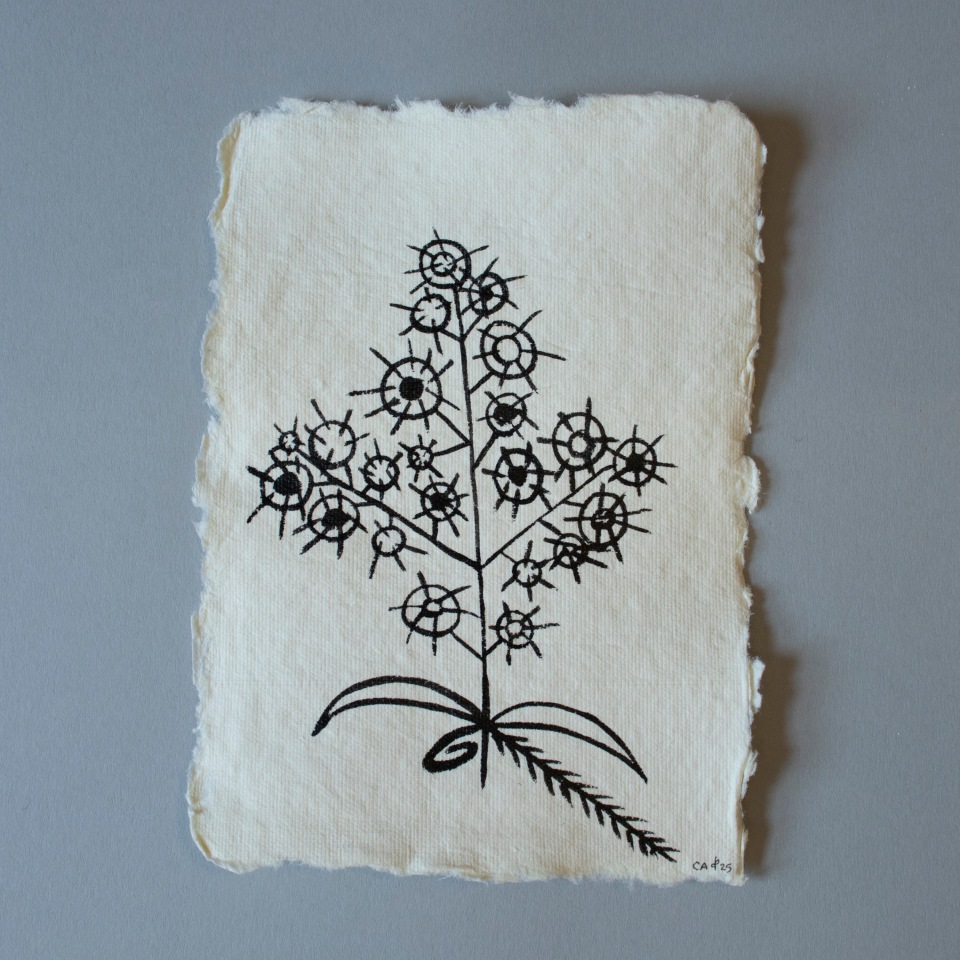 Cora-Allan, Tagaloa V, 2025