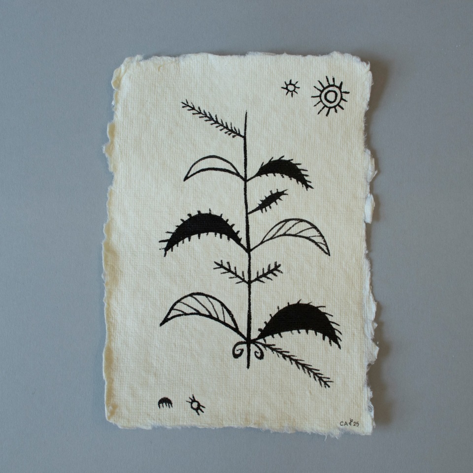 Cora-Allan, Tagaloa IV, 2025