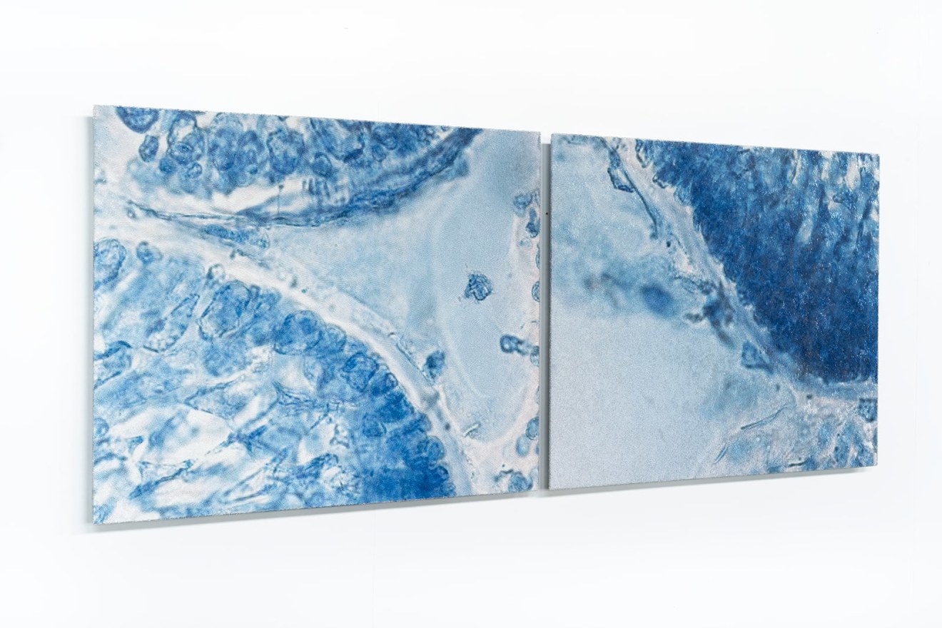 Elizabeth Thomson, Ocean of Eden, topographical study for the Aviatrix (diptych), 2012