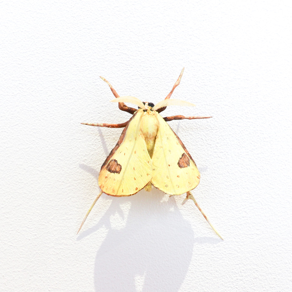 Elizabeth Thomson, Moth #35, 2020