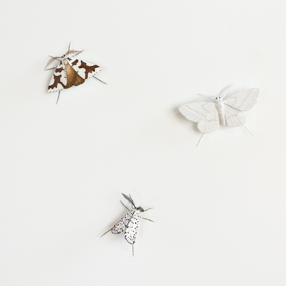Elizabeth Thomson, Moth #14, 2020
