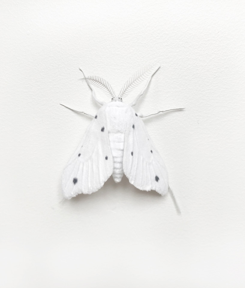 Elizabeth Thomson, Moth #8, 2017