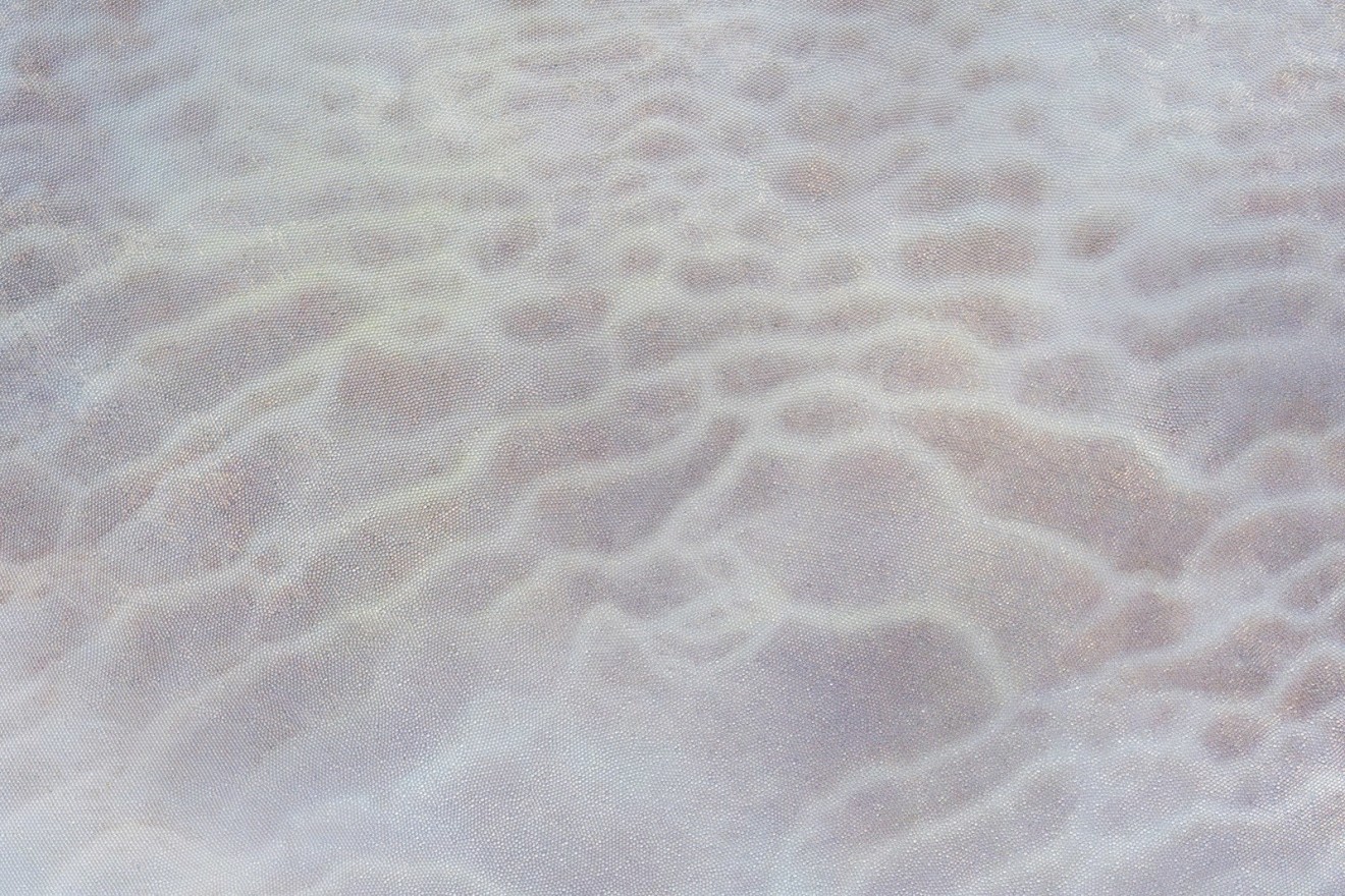 Elizabeth Thomson, Tatio XII, 2017