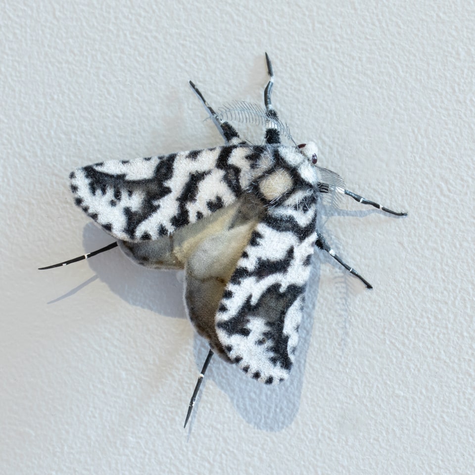 Elizabeth Thomson, Moth #46, 2025