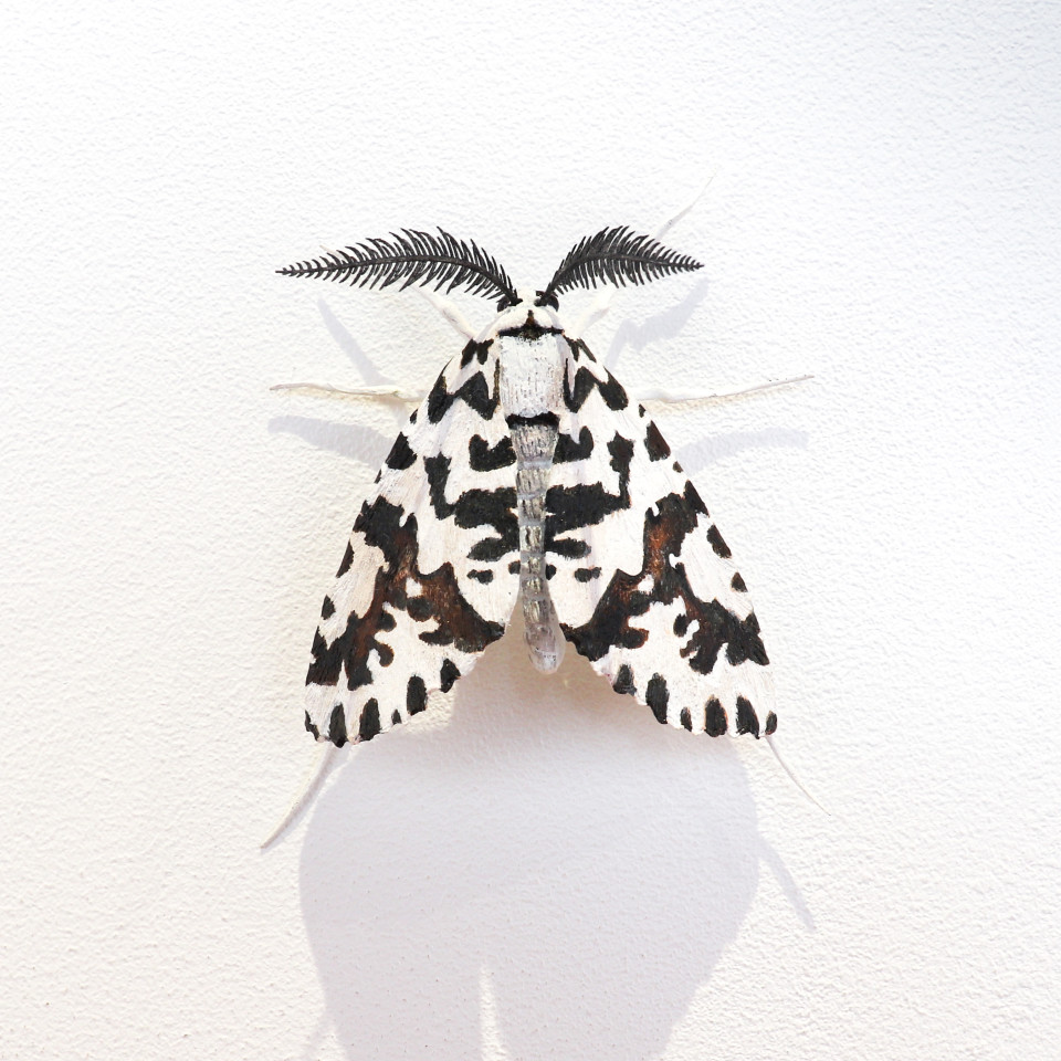 Elizabeth Thomson, Moth #27, 2020