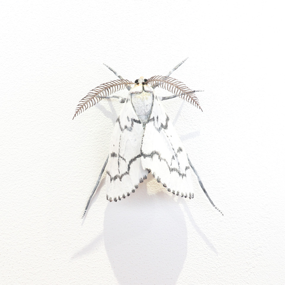 Elizabeth Thomson, Moth #31, 2020