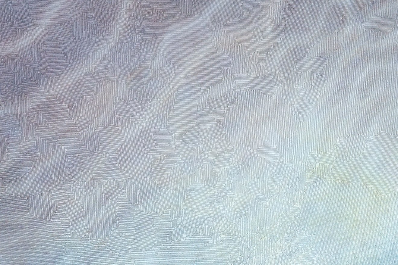 Elizabeth Thomson, Tatio XVIII, 2017