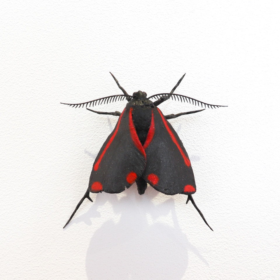 Elizabeth Thomson, Moth #38, 2020
