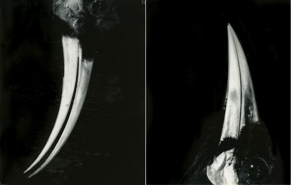 Fiona Pardington, Huia Architecture Diptych, 2006