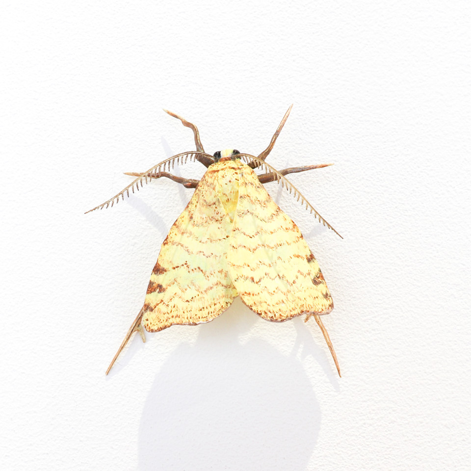 Elizabeth Thomson, Moth #34, 2020