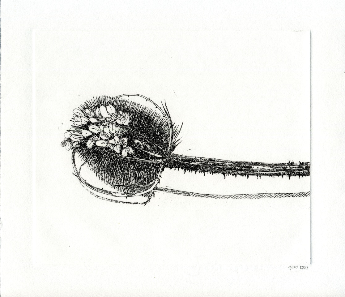 Delphine D. Garcia, 11.XI.13 bis (‘Chardon en noir’), 2013