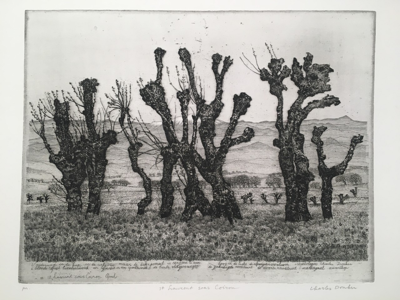 Charles Donker, Geknotte zwarte moerbeien in de Ardèche (Mûriers noirs écimés en Ardèche), Circa 1970