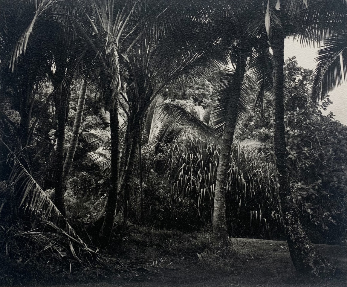 Jon Goodman, From the Picnic Table, Kapahu Living Farm, Kipahu Maui, 2014