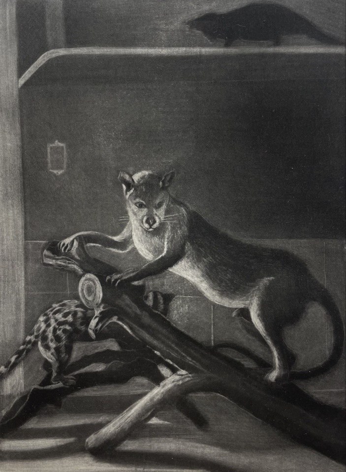 Judith Rothchild, Fossa, 2017-2018