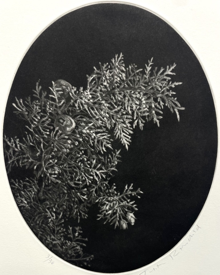 Judith Rothchild, Cyprès, 2024