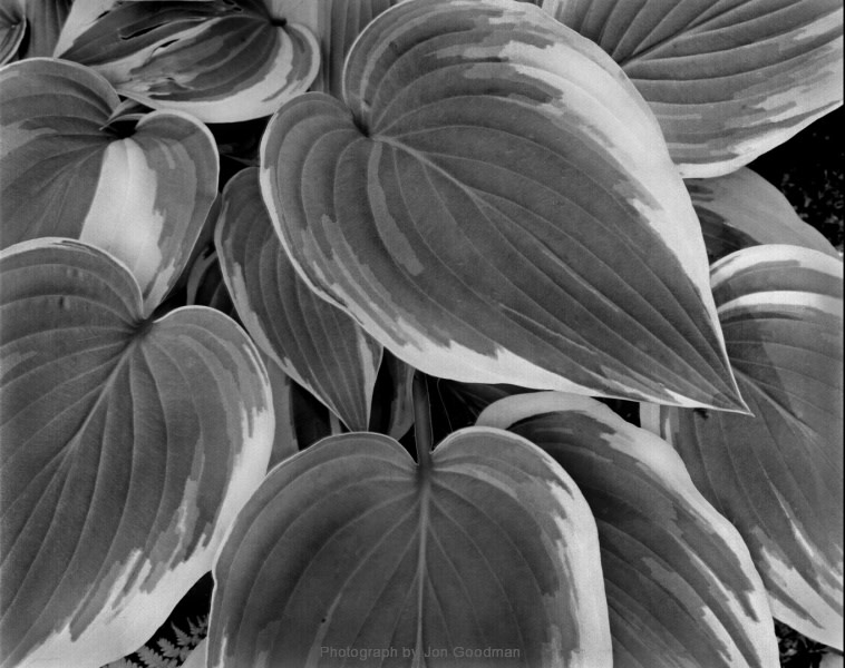 Jon Goodman, Hosta, Antioch, 2002