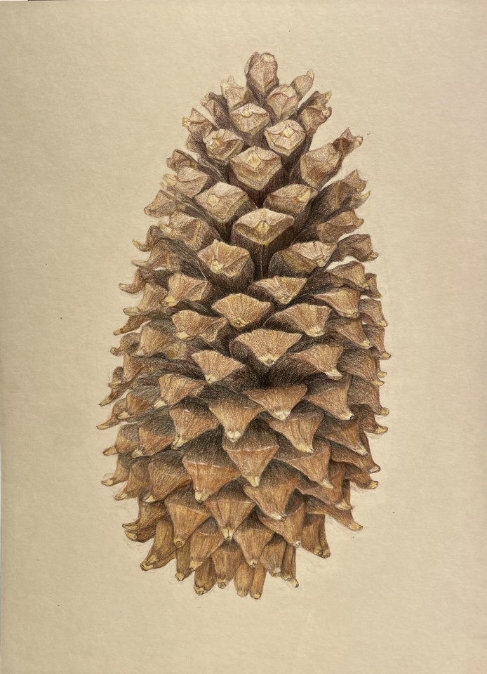 Ariane Fruit, Pinus coulteri (Pin à gros cônes), 2022